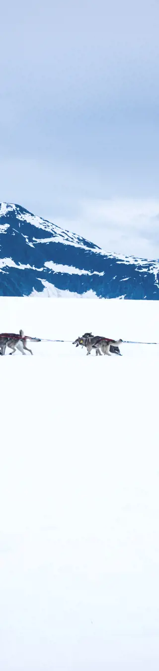 Erkunde traumhafte Landschaften mit dem eigenen Hundegespann